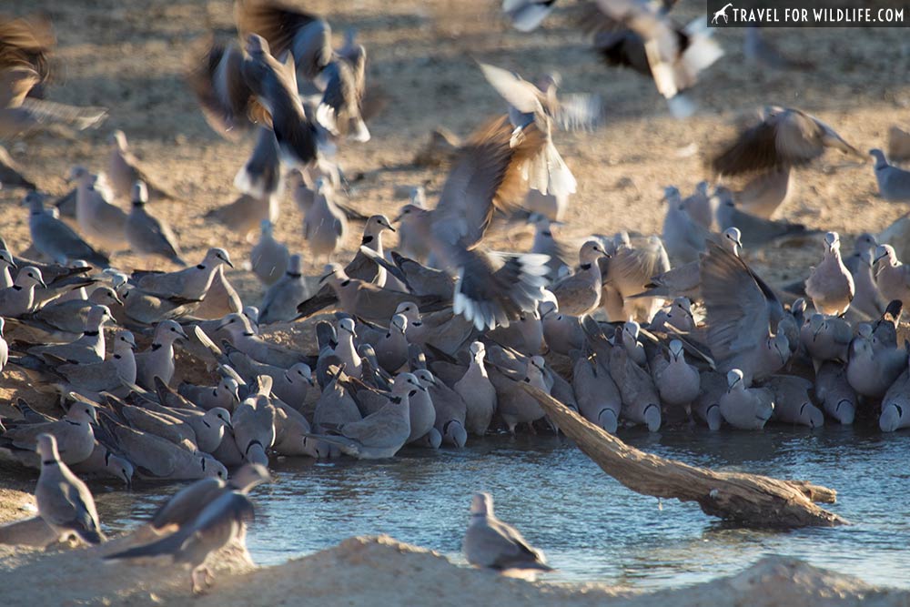 doves drinking water in the Kalahari