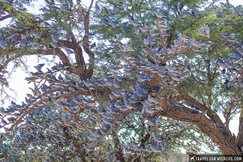 cape turtle doves in the Kalahari