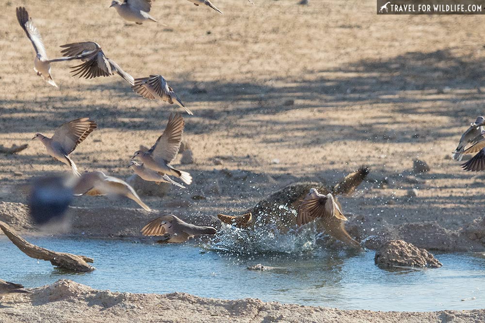 jackal catching a dove in the Kgalagadi Transfrontier Park