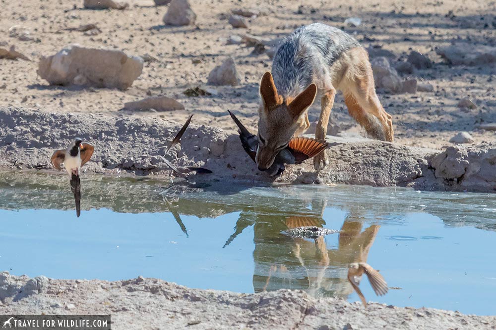 jackal hunting Namaqua dove, Kalahari