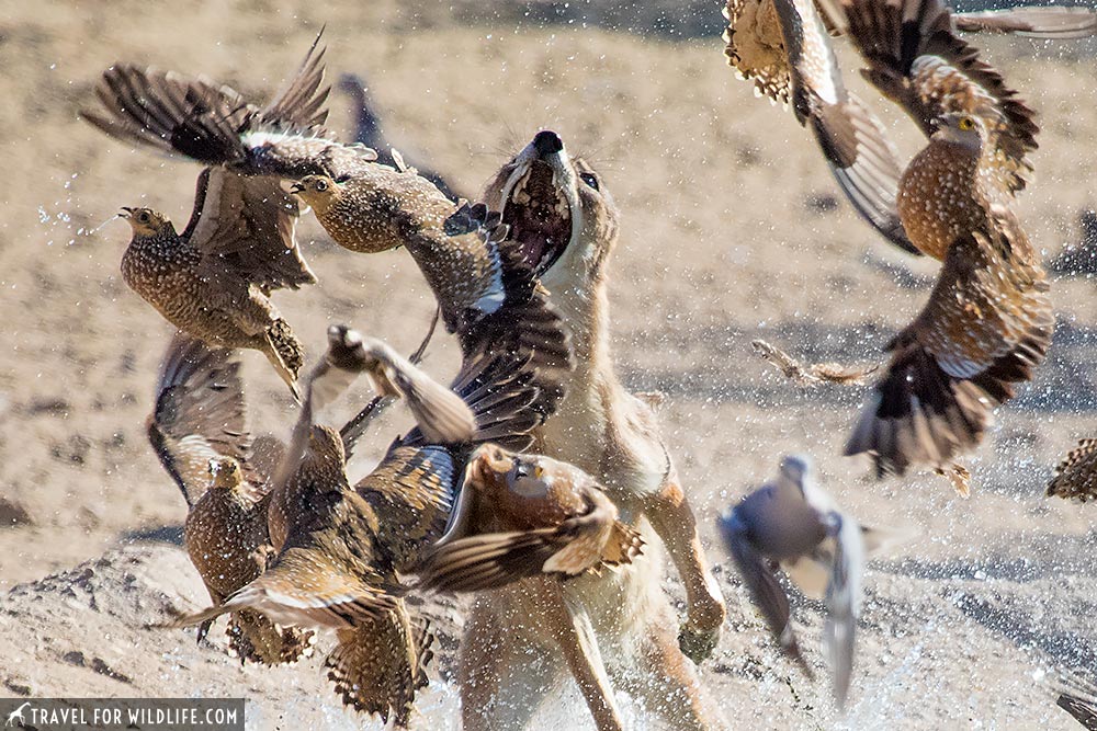 crazy photo of a jackal hunting sandgrouse!