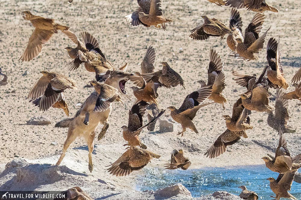 burchells sandgrouse in the Kgalagadi Transfrontier Park