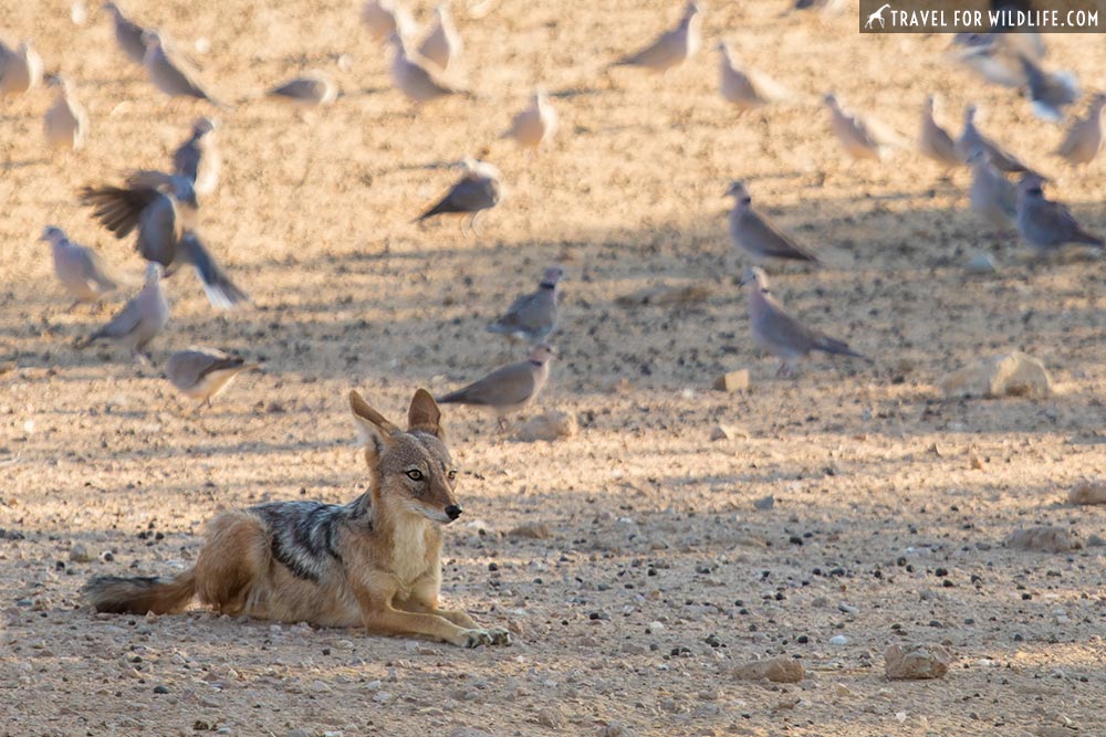 jackal getting ready to attack in the Kalahari Desert, South Africa
