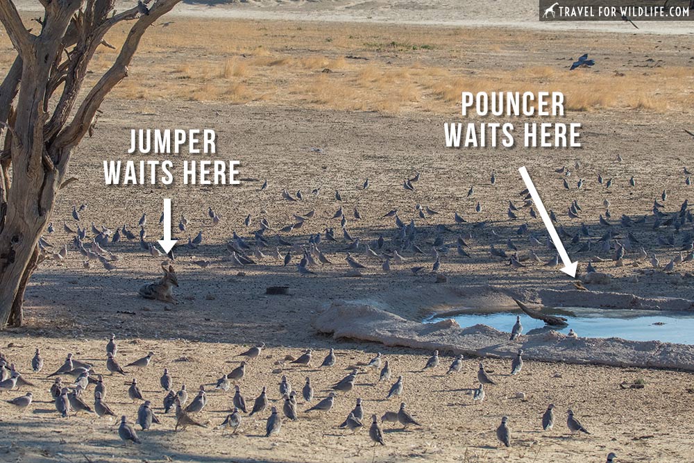 jackals hunting doves in Kgalagadi Transfrontier Park
