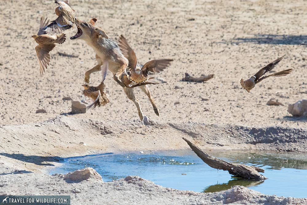 Jackal hunting sandgrouse in the Kalahari Desert, South Africa