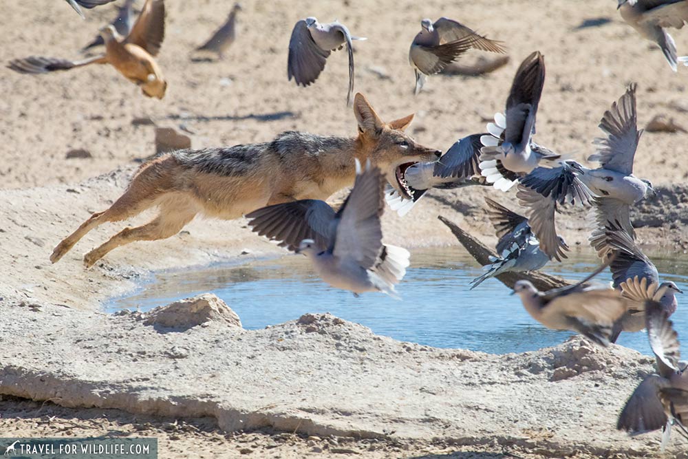 Jumping jackals of Nossob rest camp, Kgalagadi Transfrontier Park