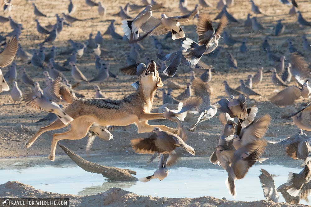 jackal hunting doves at 1/640 shutter speed
