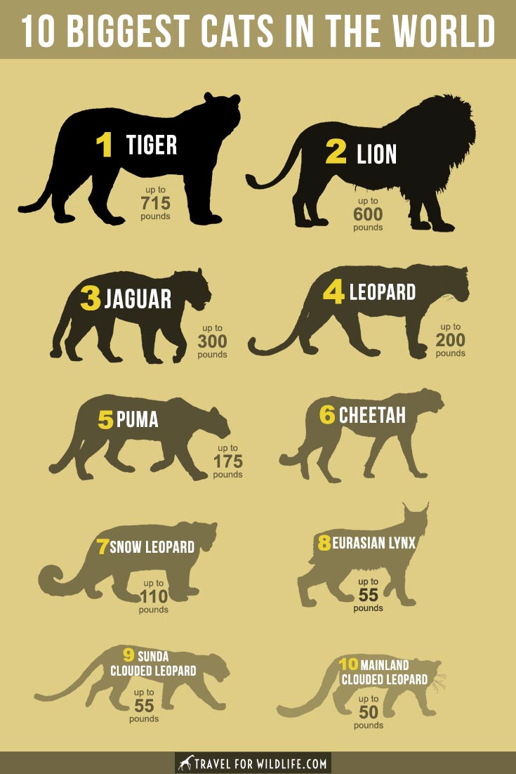 Learn all about the 10 biggest cats in the world, and how all the types of wild cats rank by size!