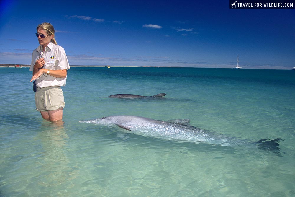 Indo-Pacific Bottlenose Dolphin (Tursiops aduncus) Monkey Mia Reserve, Shark Bay, Western Australia