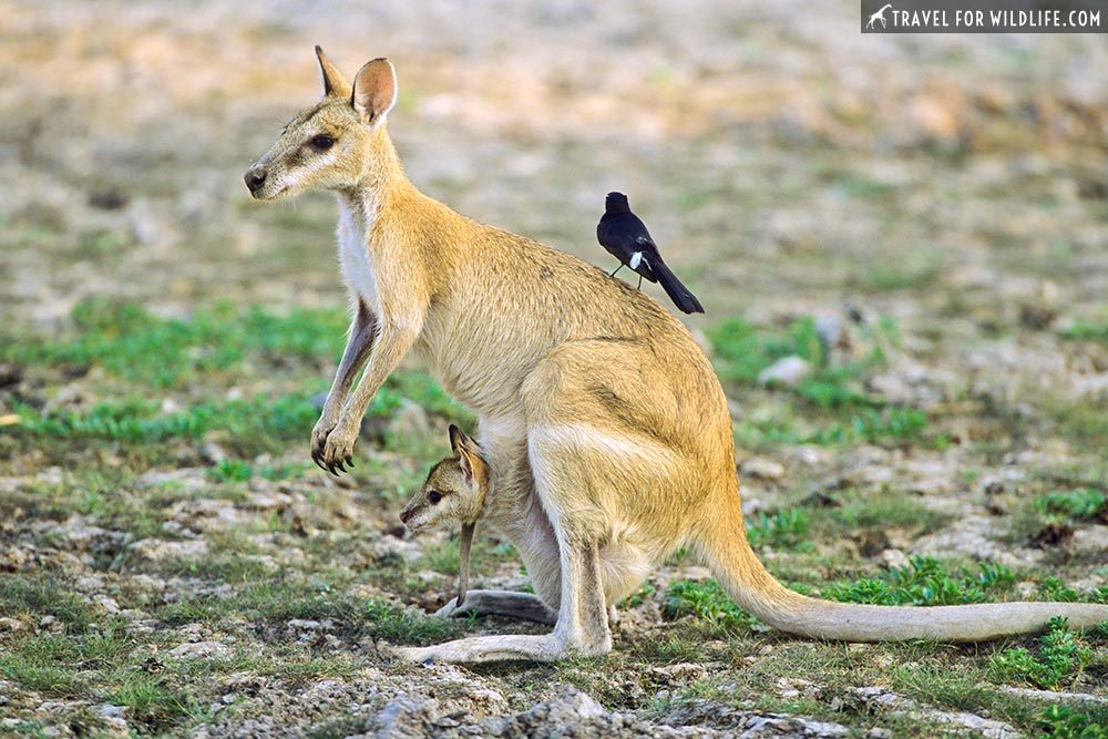 Agile Wallaby (Macropus agiolis) joey and WIllie Wagtail (Rhipidura leucophrys) in Kakadu National Park, Australia