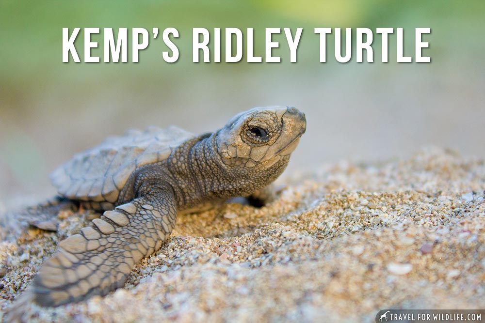 animals that start with the letter k: kemp's Ridley turtle