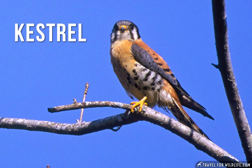 animals starting with k , kestrel