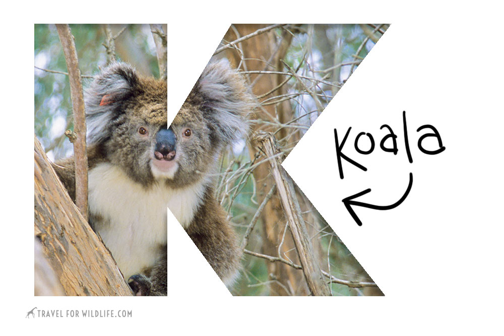 Animals starting with K, koala