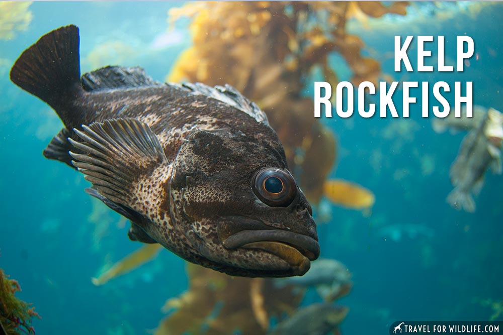 animals that start with k
