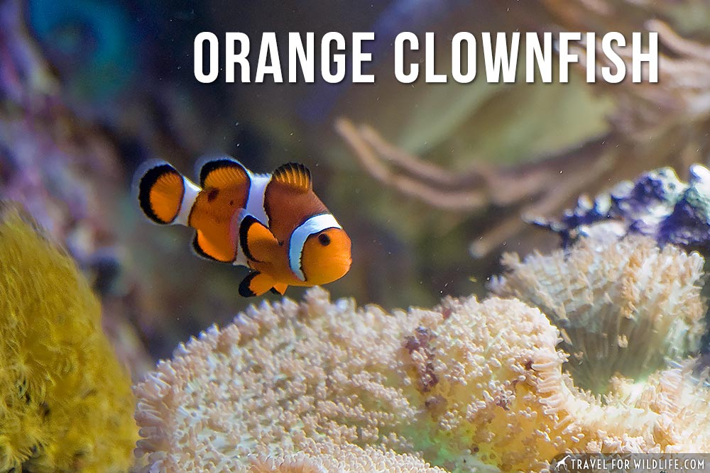Animals That Start With O: A List of Animals Starting with O Animals That Start With O: A List of Animals Starting with O