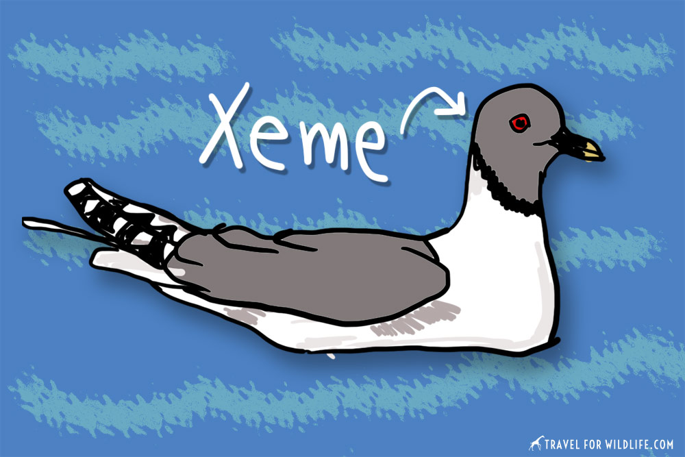 animals that start with x, the xeme