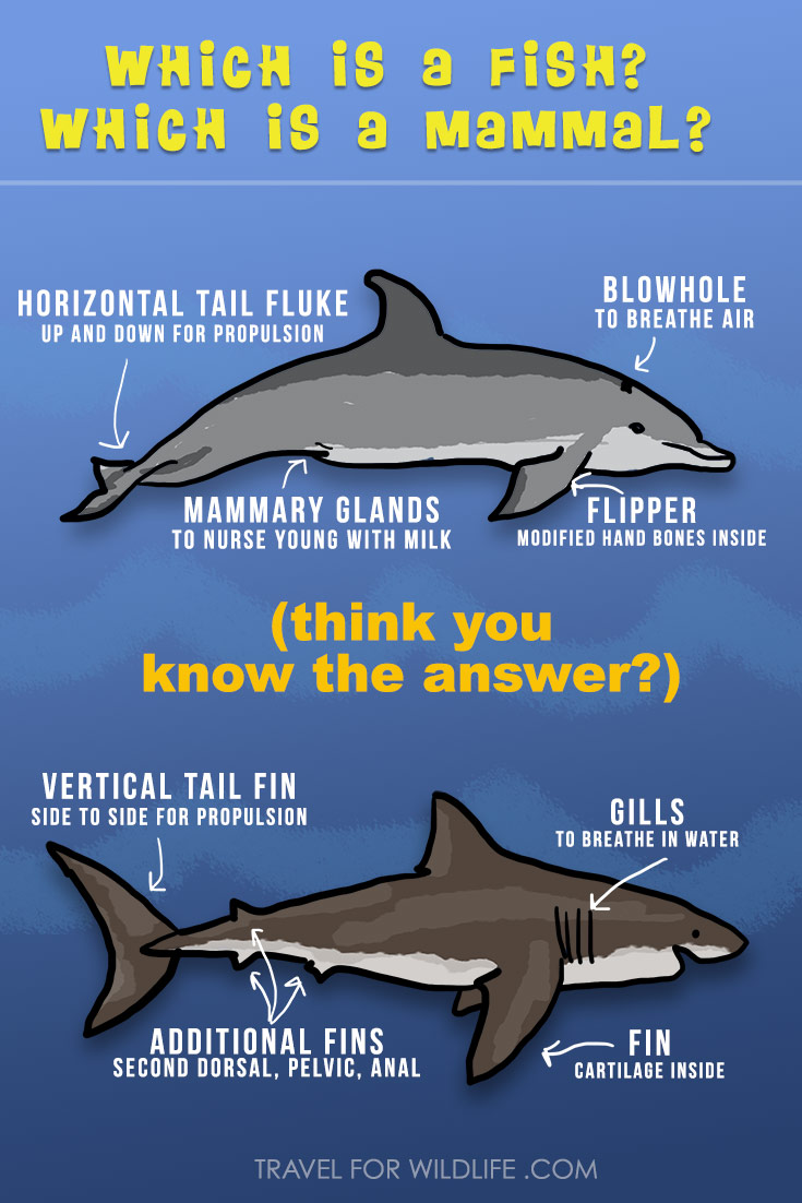 are sharks mammals? Are dolphins mammals?
