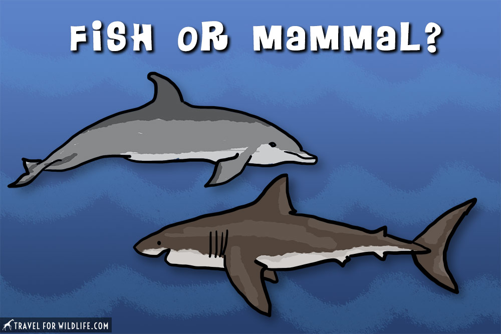 Are Sharks Mammals or Fish? (and Other Shark Facts)- Travel For