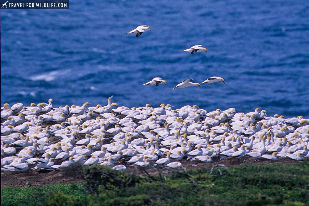 Australasian Gannet (morus serrator) Point Danger, Victoria, Australia