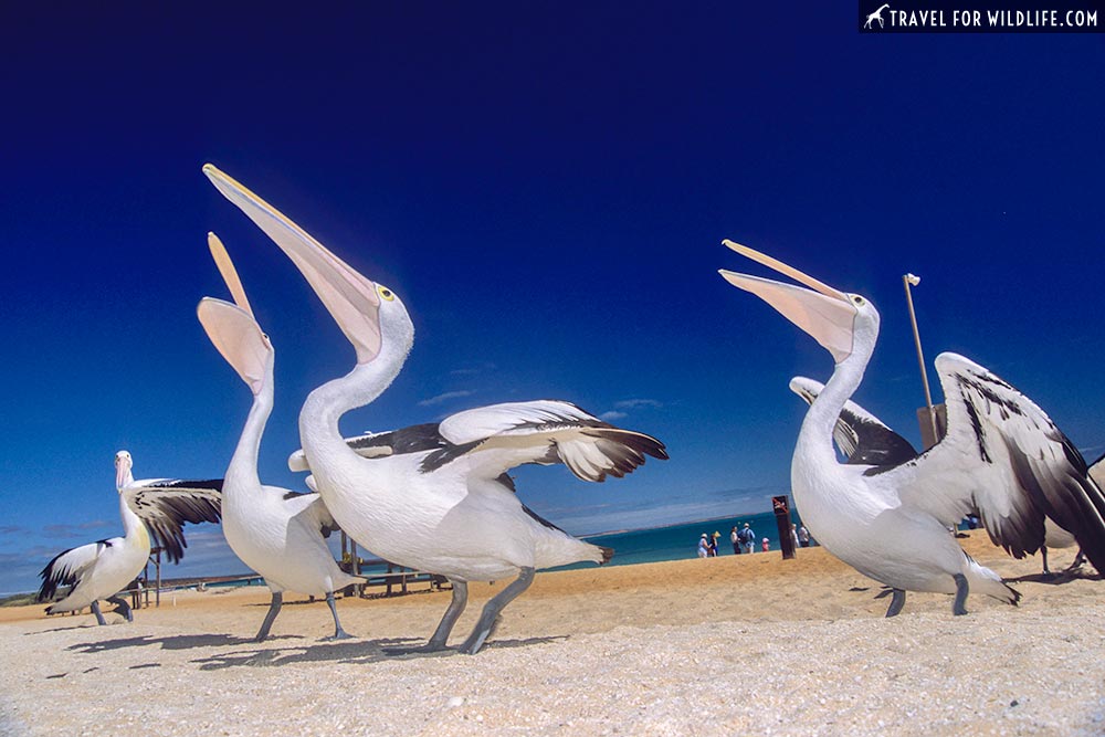 Australian Pelicans (Pelecanus conspicillatus) Monkey Mia Reserve Shark Bay, Western Australia