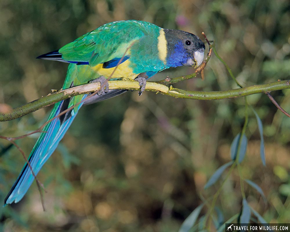 Australian Ringneck (Barnardius zonarius)