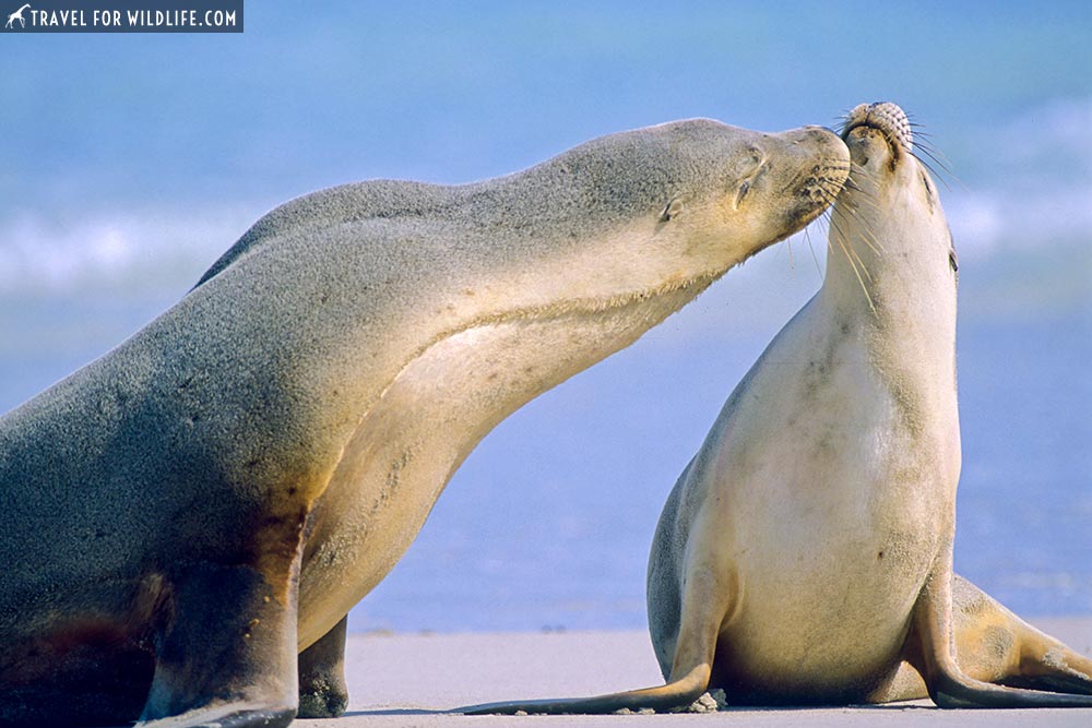 Australian Sea-lions (Neophoca cinerea) Seal Bay, Kangaroo Island, Southern Australia