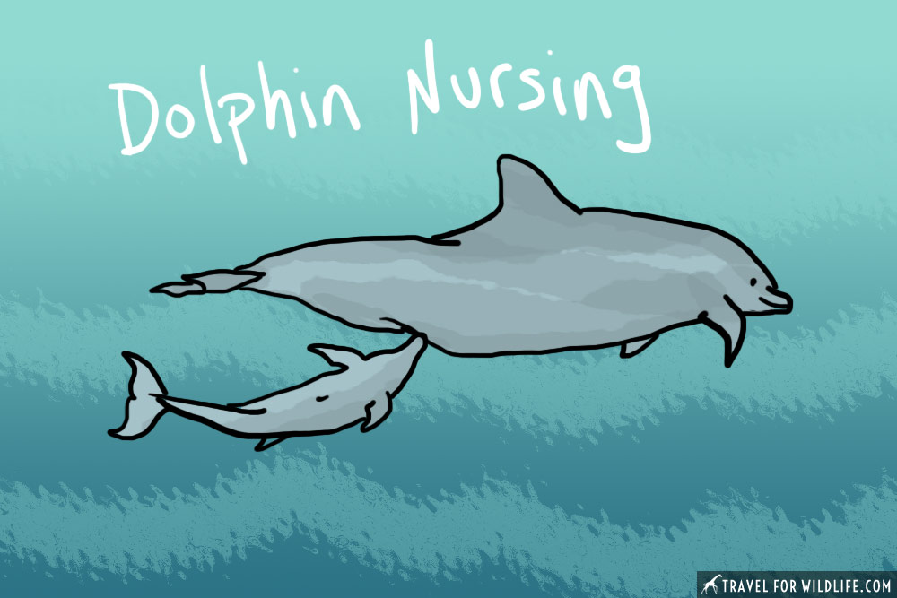 baby dolphin nursing illustration
