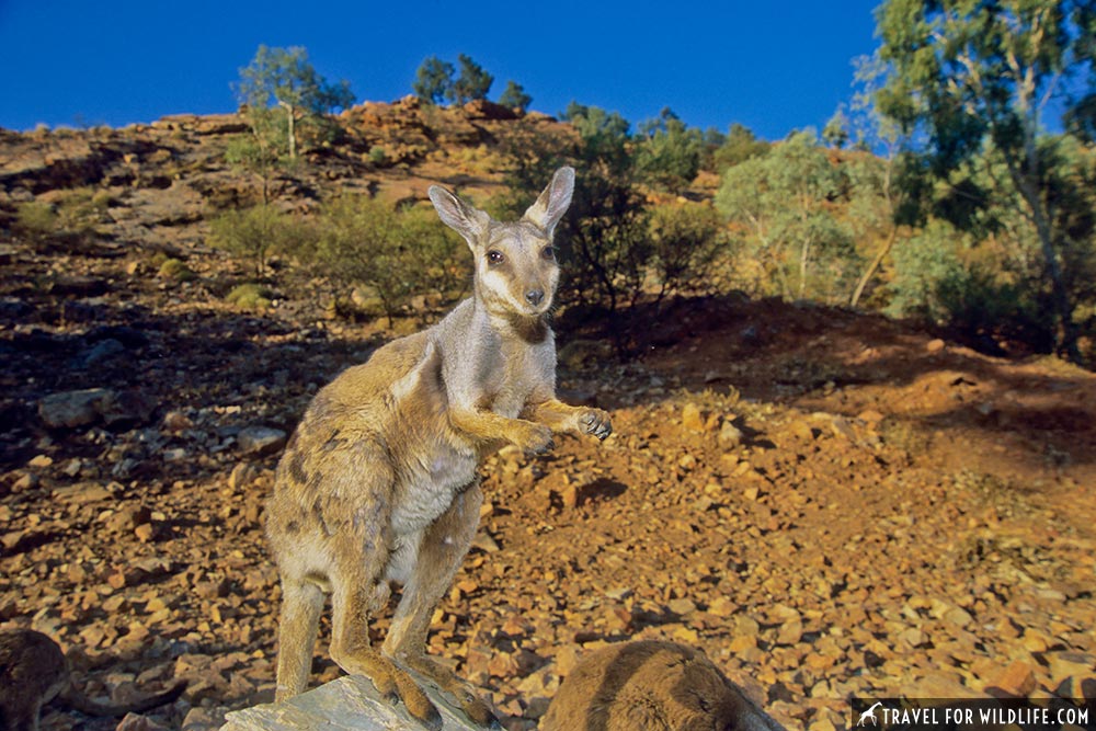 Native Australian animals, Alice Springs