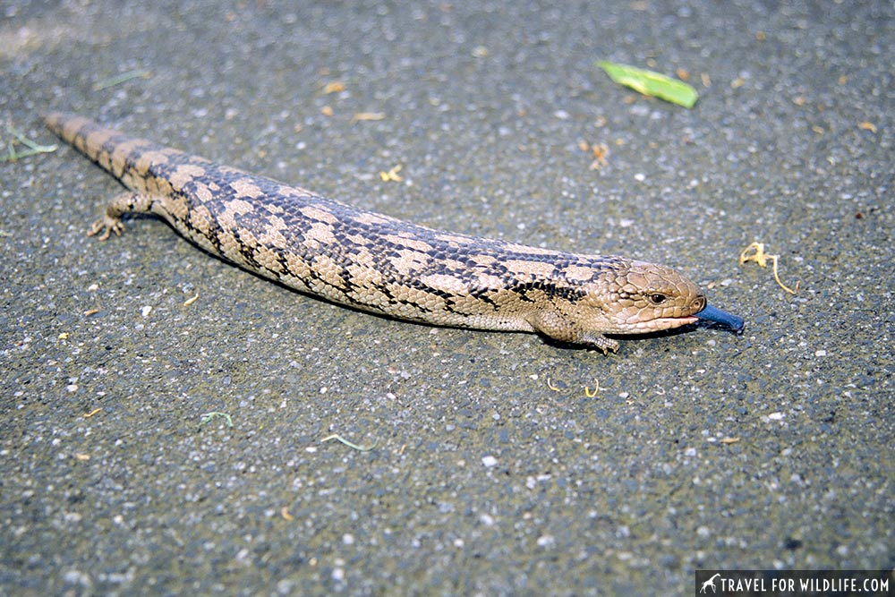 Southern Blue-tongue Skink (Tiliqua nigrolutea) Royal Botanic Gardens, Melbourne, Victoria, Australia