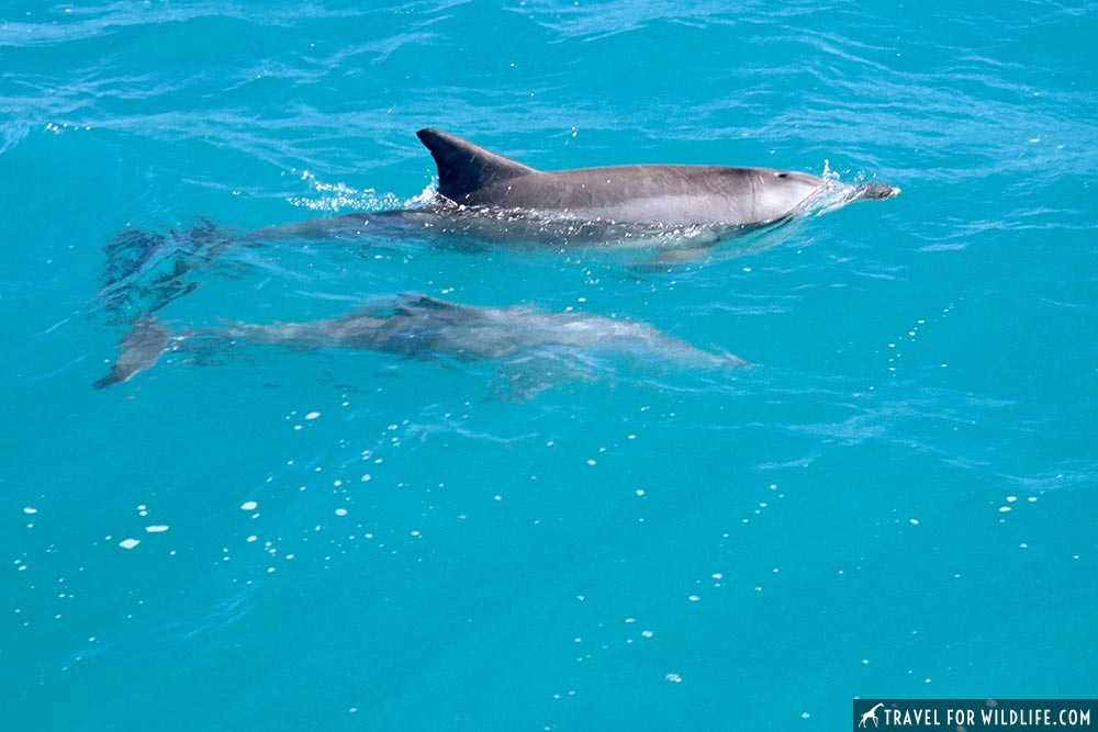 Indo-Pacific Bottlenose Dolphin (Tursiops aduncus), mother and calf. Shark Bay, Western Australia