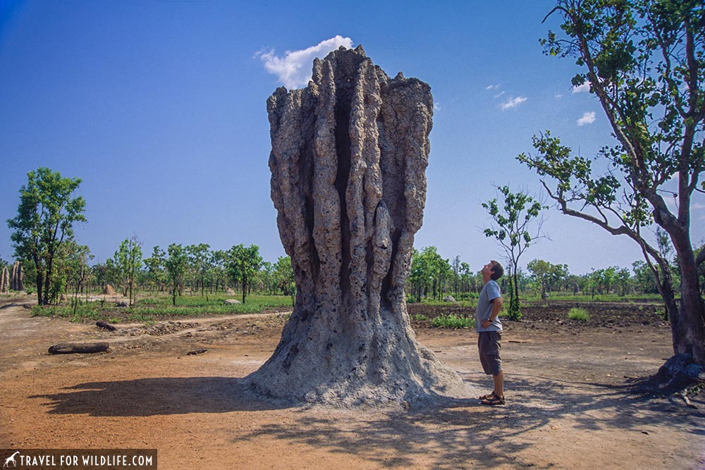 cathedral termites, Northern Territory, Australia