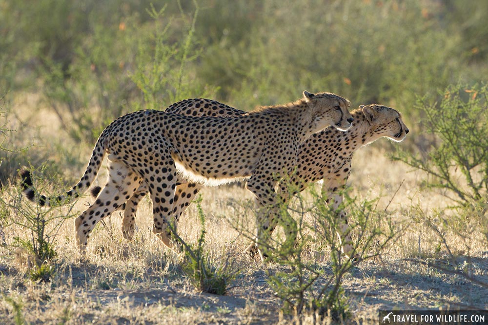 6th biggest cat species in the world: cheetah