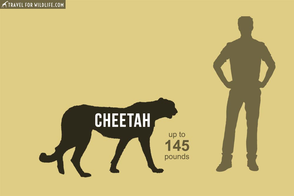 Cheetah (Acinonyx jubatus), 6th biggest cat in the world