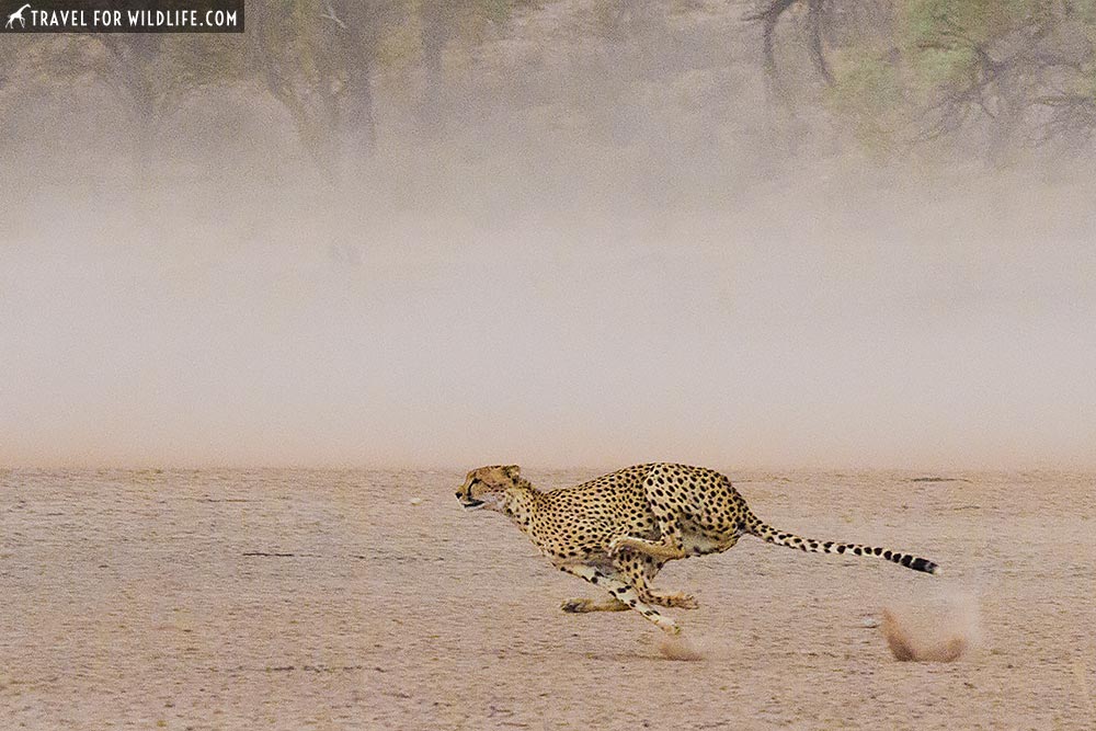 cheetah running at full speed