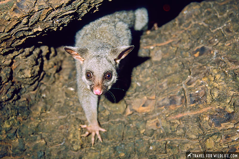 Common Brushtail Possum (Trichosurus vulpecula), in the "Possum Tree". Darwin, Northern Territory, Australia