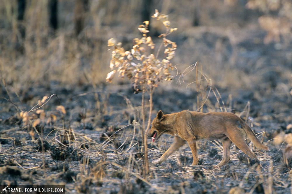 Dingo in Kakadu National Park, Northern Territory, Australia