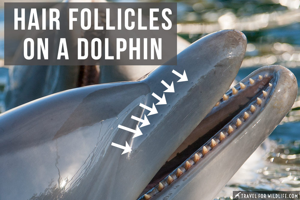 Do dolphins have hair. Dolphin hair follicles