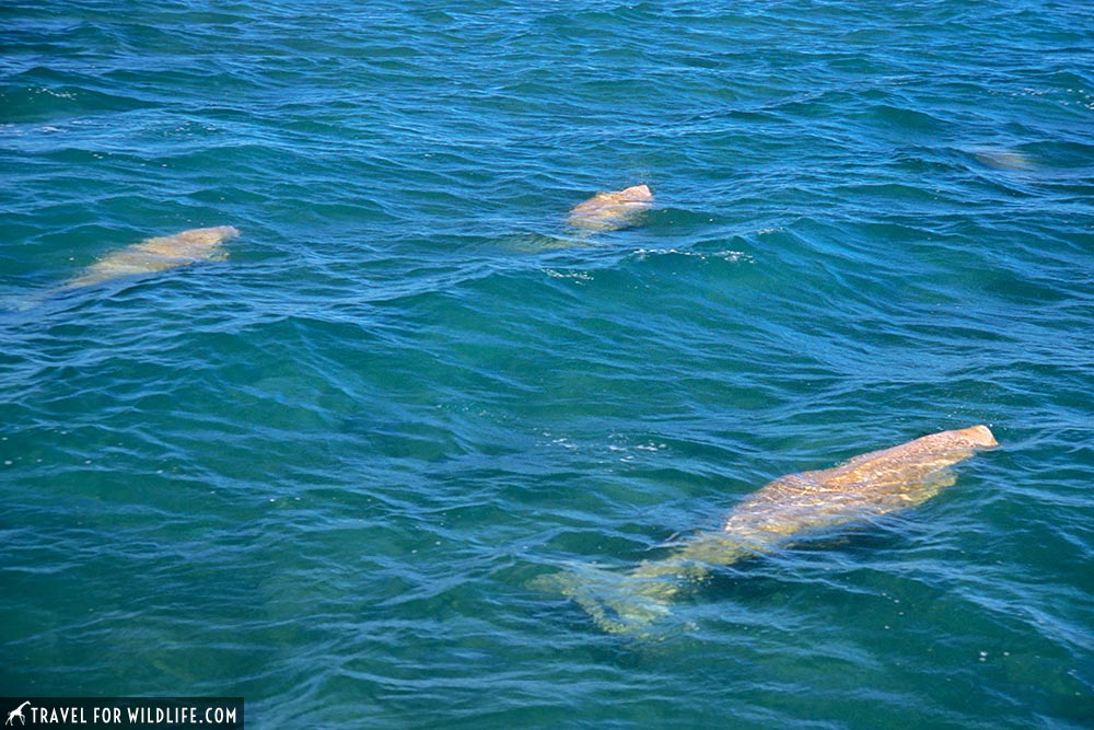 Dugongs (Dugong dugon) Shark Bay, Western Australia, Dugong tour