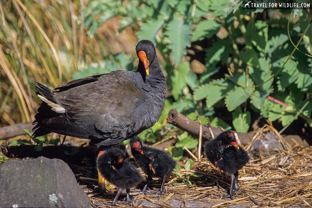 Dusky Moorhen (Gallinula tenebrosa) With hatchlings Royal Botanic Gardens, Melbourne, Australia