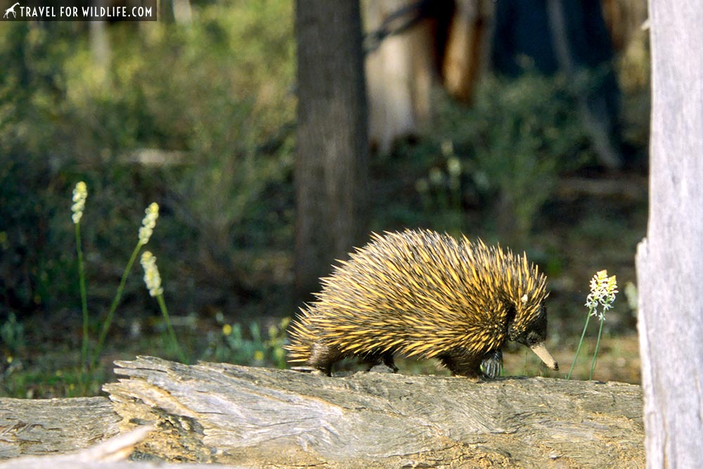 Short-beaked Echidna (Tachyglossus aculeatus) Dryandra Woodland, SW Australia