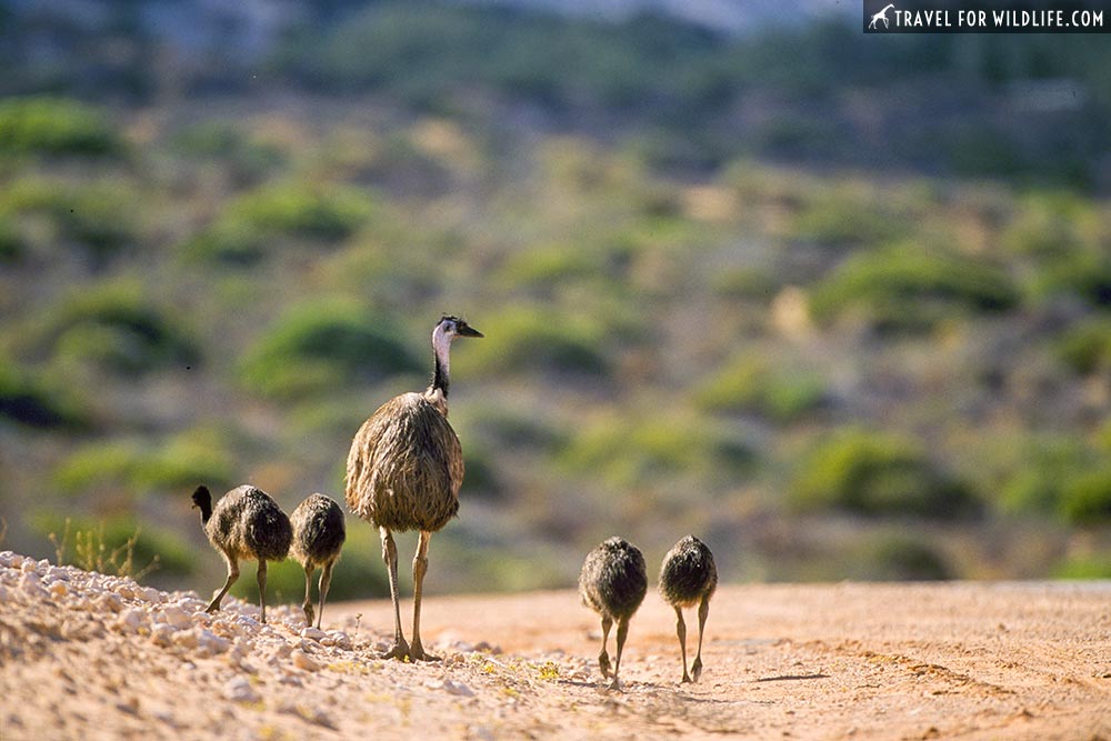 male Emu and juveniles (Dromias novaehollandiae) near Nanga, Shark Bay, Western Australia