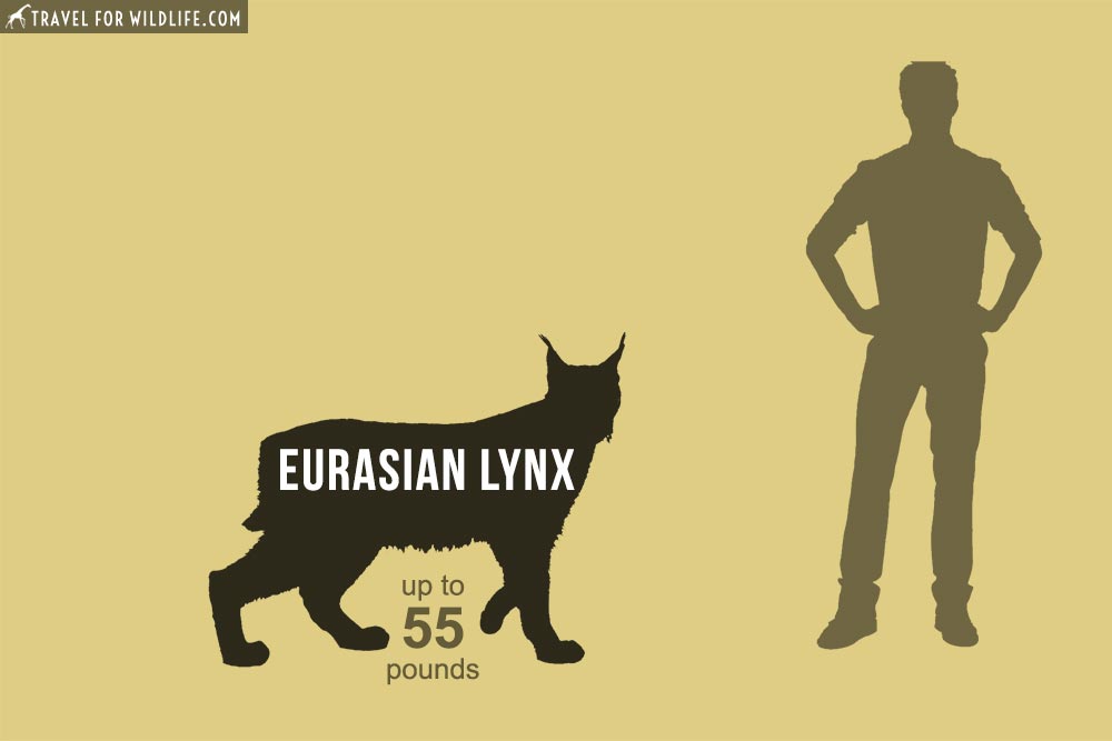 Eurasian Lynx (Lynx lynx) 8th biggest cat in the world