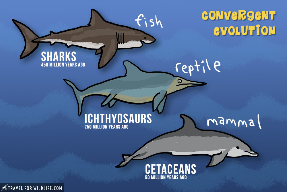 Convergent Evolution