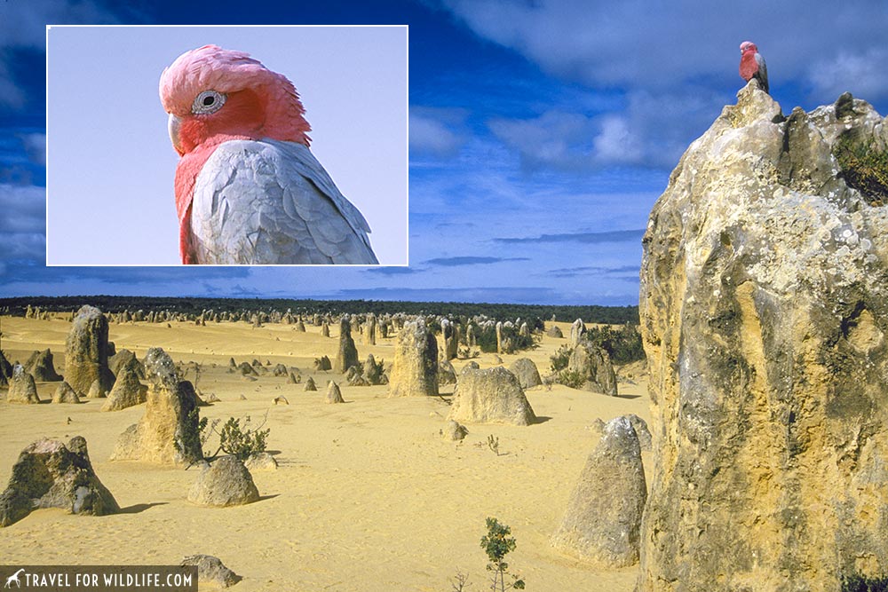 male Galah perched on top of a pinnacle (Eolophus (Cacatua) roseicapillus) The Pinnacles - Nambung National Park Western Australia