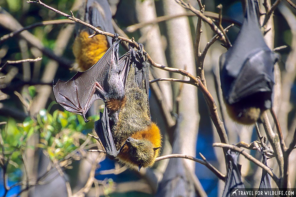 Grey-headed Flying Foxes (Pteropus poliocephalus), female with baby. Royal Botanic Gardens, Melbourne, Australia