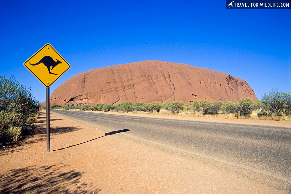 kangaroo crossing sign, Uluru, Australlia