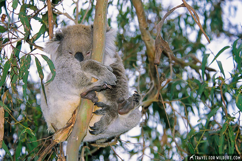 Koala hugging a branch