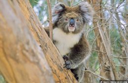 Koala (Phascolarctos cinereus) Flinders Chase National Park, Kangaroo Island, South Australia