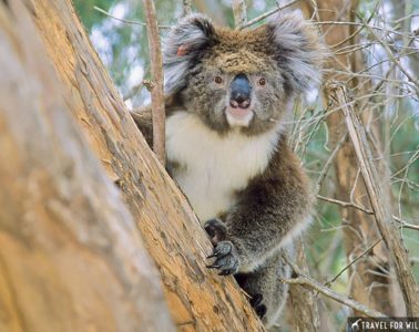 Koala (Phascolarctos cinereus) Flinders Chase National Park, Kangaroo Island, South Australia