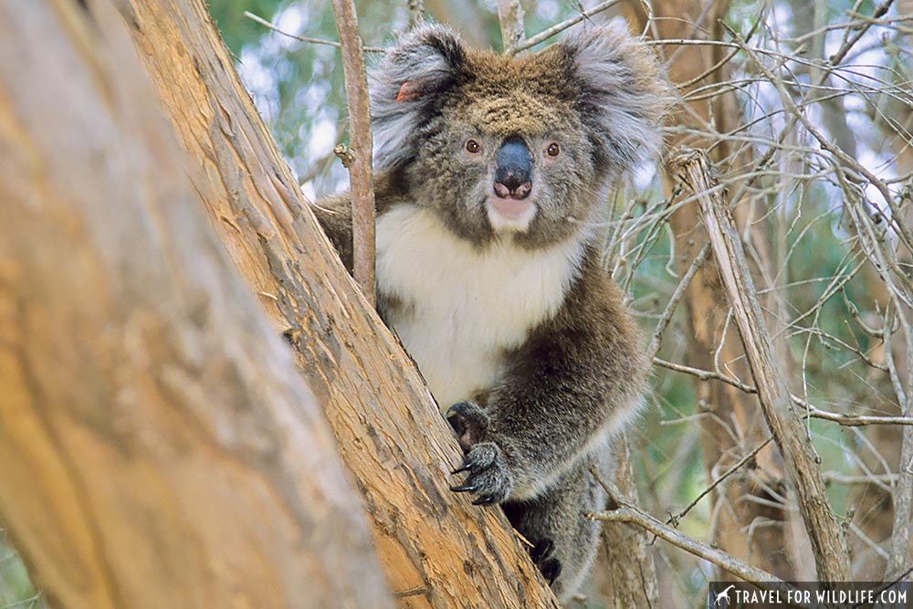 Koala (Phascolarctos cinereus) Flinders Chase National Park, Kangaroo Island, South Australia